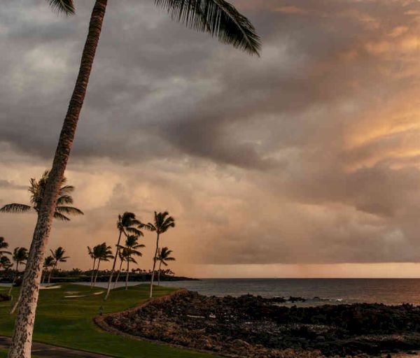 The image shows a serene coastal scene with palm trees, grassy areas, a rocky shoreline, and a dramatic sky at sunset.