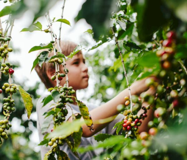 A child is among lush green plants, picking berries or similar fruits from the branches, surrounded by leaves and colorful clusters.